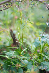 Gentianopsis barbata
