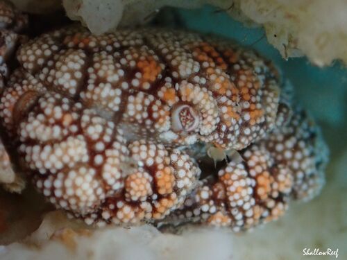 Pseudoliomera, 2025-04-12