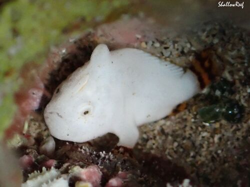Antennatus tuberosus, 2025-04-12