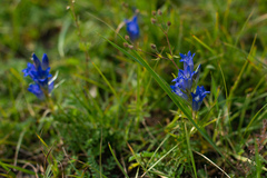 Gentiana decumbens