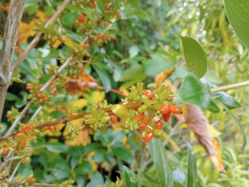 Coprosma robusta
