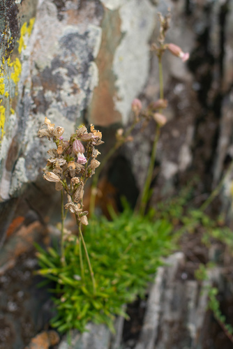grass-leaved bladder campion (Silene turgida)