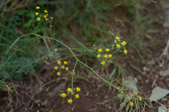 Bupleurum scorzonerifolium