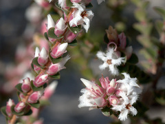 Leucopogon polymorphus