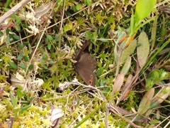 Erebia embla