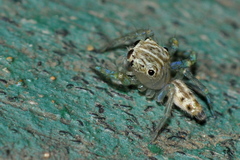 Colopsus