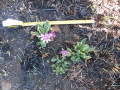 Senecio speciosus