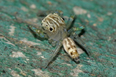 Colopsus