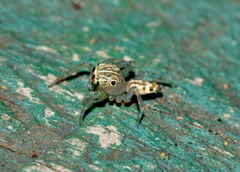 Colopsus
