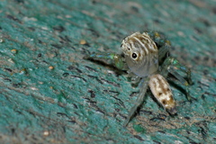 Colopsus