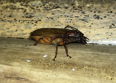 Archetypus fulvipennis