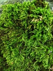 Brachythecium rutabulum