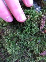 Brachythecium rutabulum