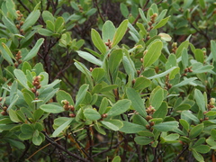 Myrica gale tomentosa