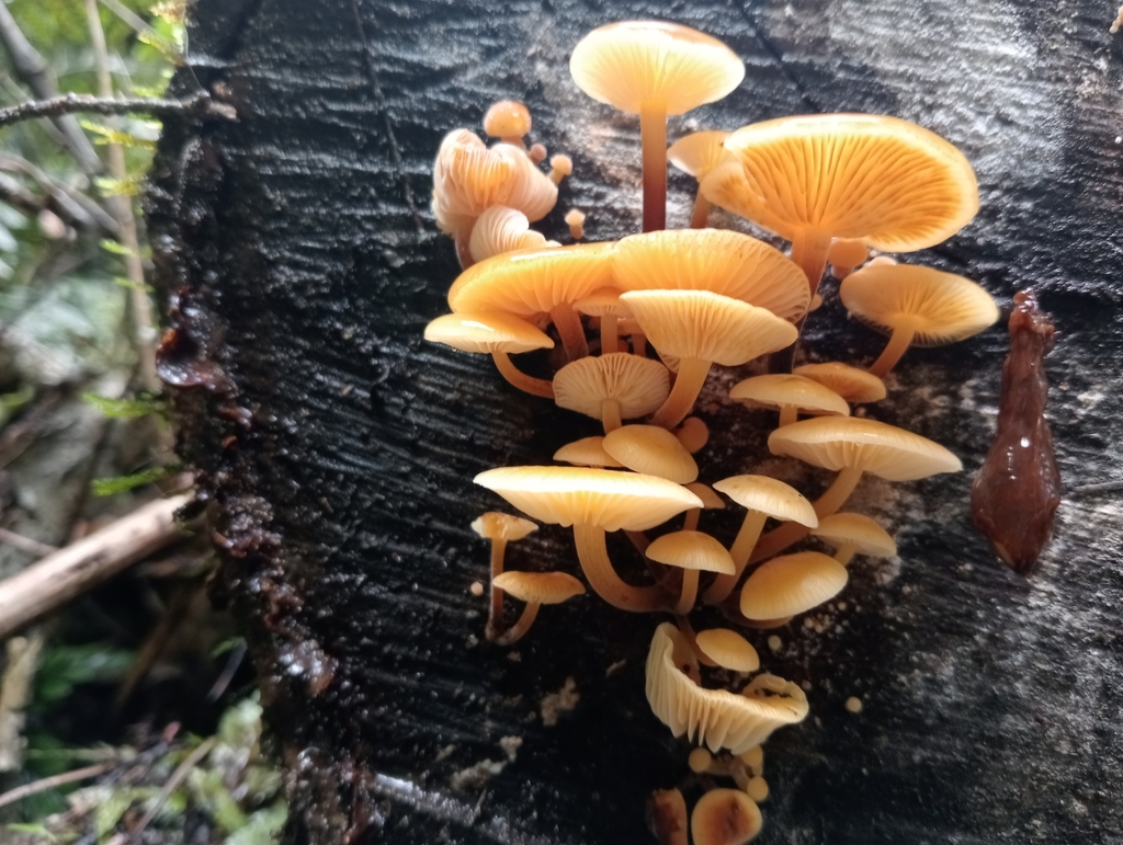 Flammulina velutipes · April 2025 · photo: © john_barkla (iNaturalist, cc0)
