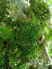 Bryophyta