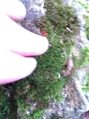 Bryophyta