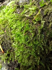 Brachythecium rutabulum
