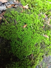 Bryophyta