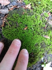 Bryophyta