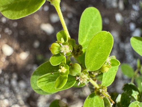 Euphorbia skottsbergii