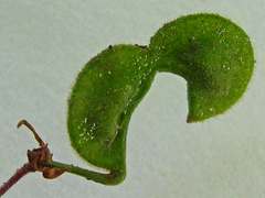 Desmodium axillare