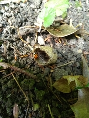 Harmonia axyridis