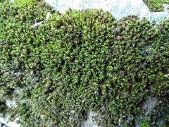 Bryophyta