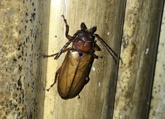 Archetypus fulvipennis