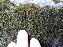 Bryophyta