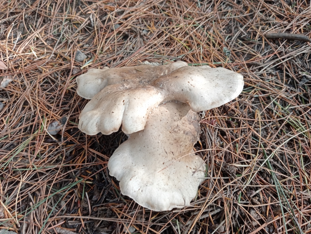 Clitocybe nebularis · April 2025 · photo: © john_barkla (iNaturalist, cc0)