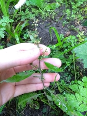 Angiospermae