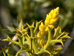 Synaphea spinulosa