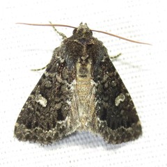 Hexorthodes senatoria