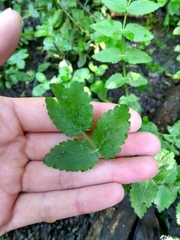 Tracheophyta
