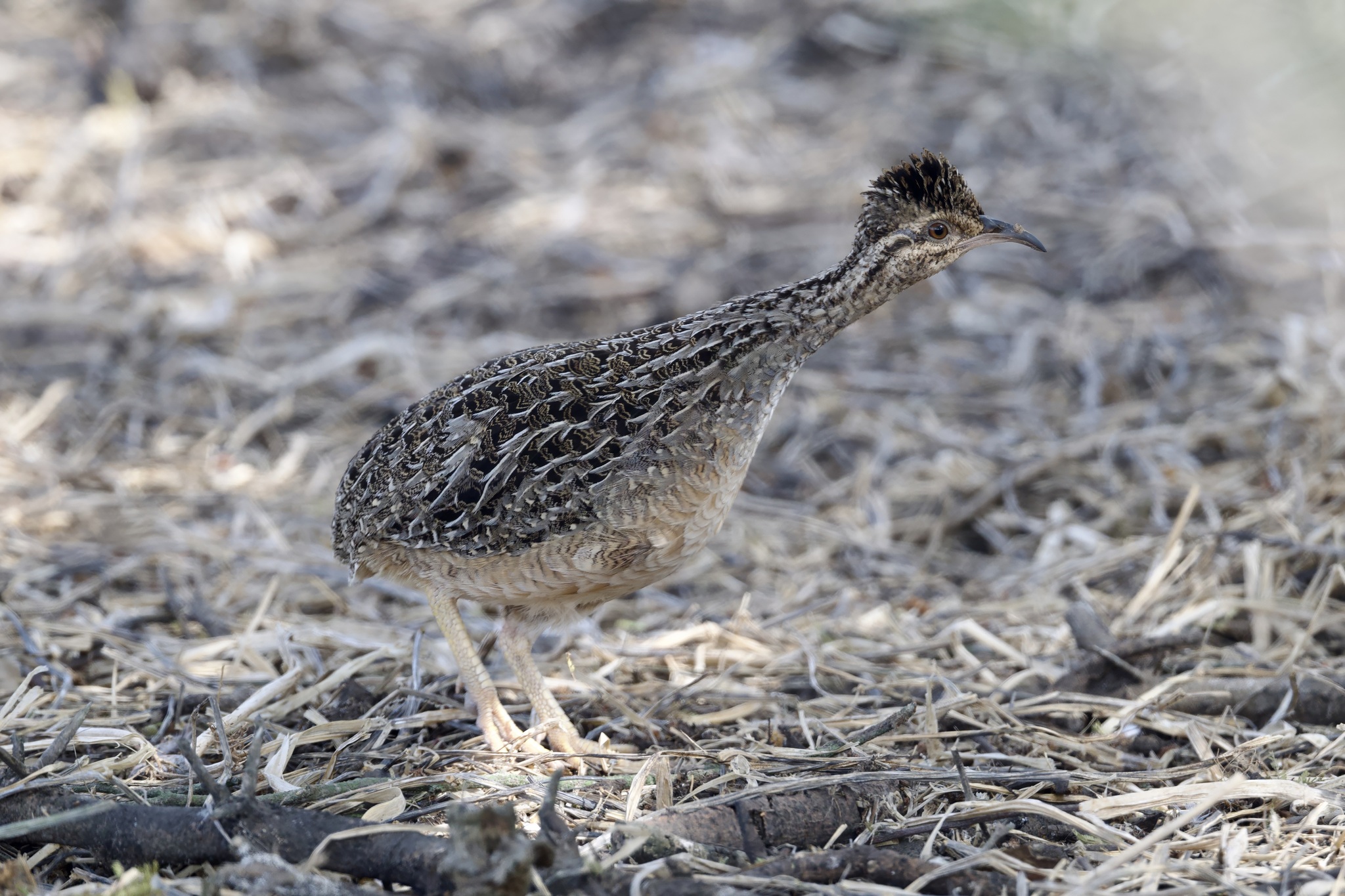 Andean Tinamou (Nothoprocta pentlandii), photo 2
