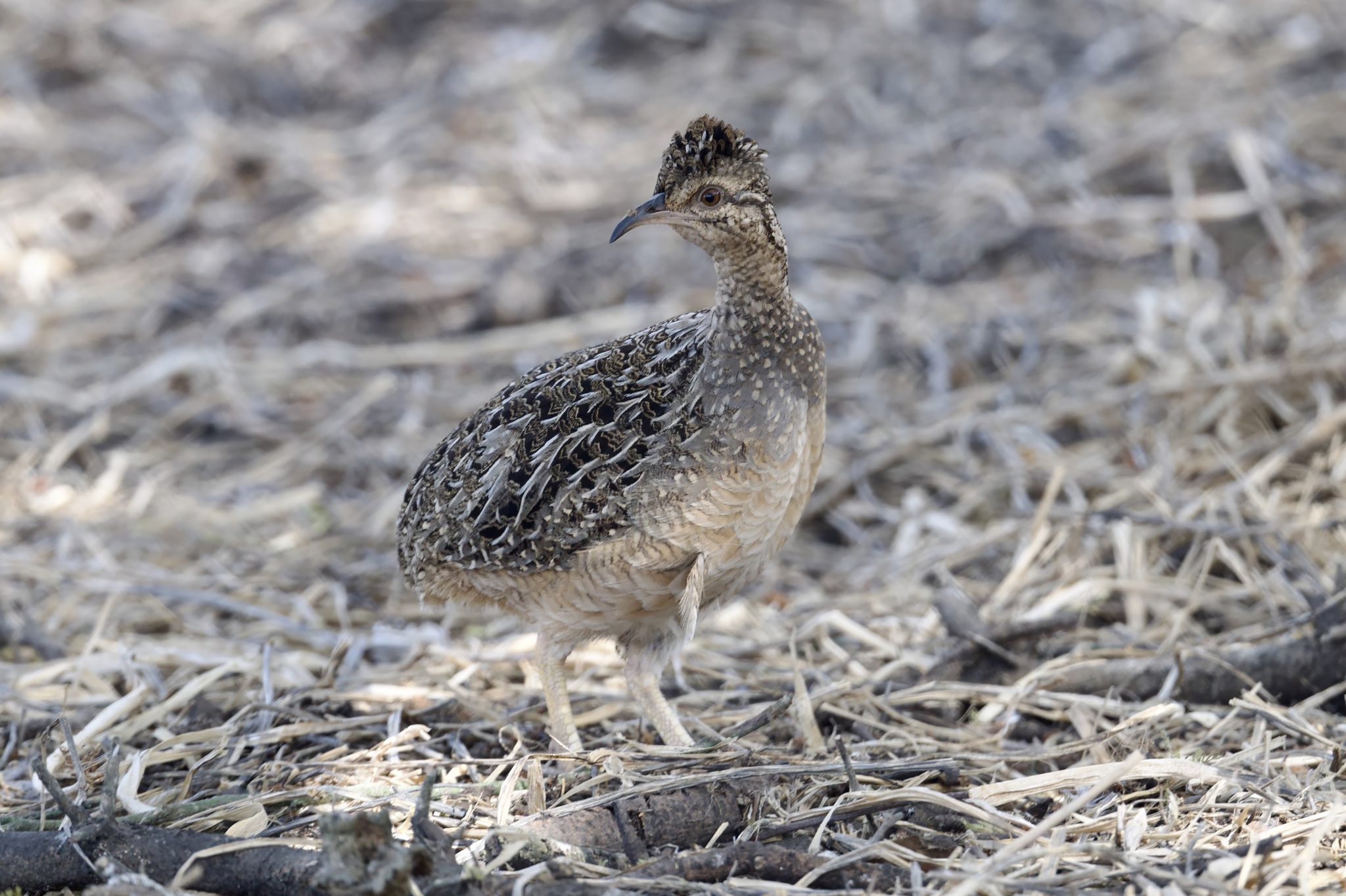 Andean Tinamou (Nothoprocta pentlandii), photo 3