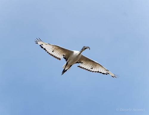 Ibis sacro