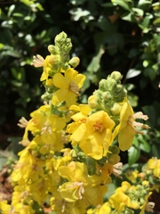 Verbascum speciosum