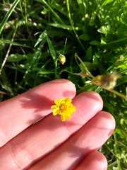 Asteraceae