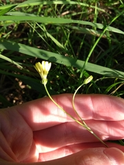 Asteraceae