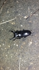 Dorcus rectus rectus