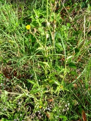 Asteraceae