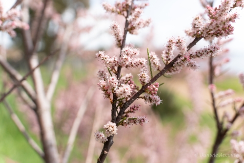Tamaris à petites fleurs