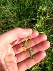 Asteraceae