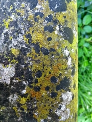 Fungi