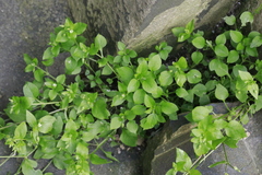 Stellaria media