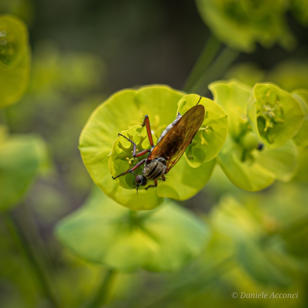 Empis marqueté