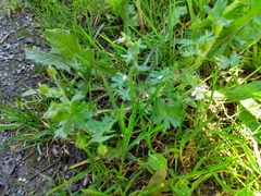 Geranium