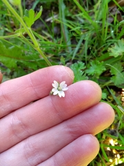 Geranium